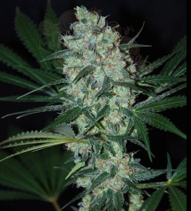 SAMSARA - Green Love Potion
