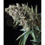 PYRAMID SEEDS - Nefertiti