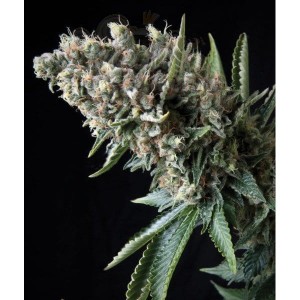 PYRAMID SEEDS - Nefertiti