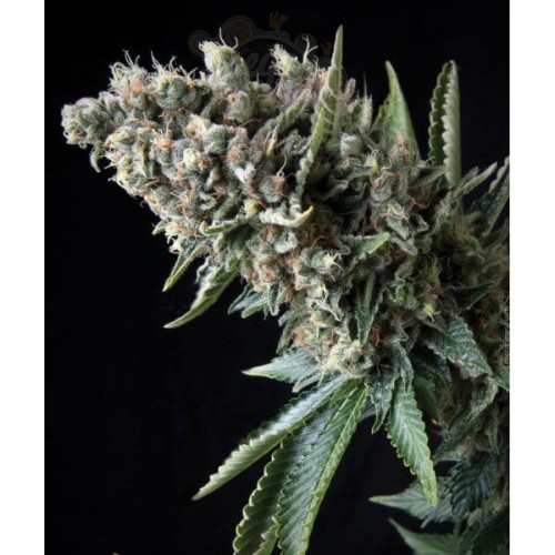 PYRAMID SEEDS - Nefertiti