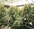DINAFEM - Blue Widow