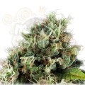 ROYAL QUEEN SEEDS - Power Flower®