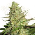 ROYAL QUEEN SEEDS - Special Queen #1®