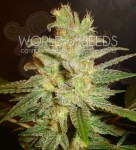 WORLD OF SEEDS - Northern Light X Big Bud Ryder Auto