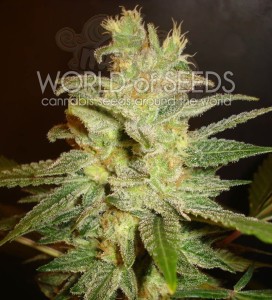 WORLD OF SEEDS - Northern Light X Big Bud Ryder Auto