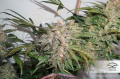 DUTCH PASSION - Auto Glueberry O.G.®