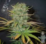FANTASEEDS - Afghani