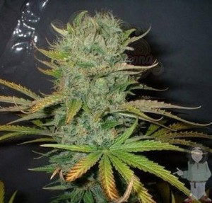 FANTASEEDS - Afghani