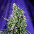 SWEET SEEDS - Sweet Trainwreck Auto