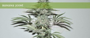 ELITE SEEDS - Banana Joint