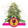 ROYAL QUEEN SEEDS - Critical®