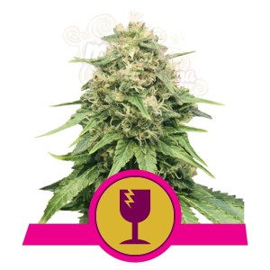 ROYAL QUEEN SEEDS - Critical®