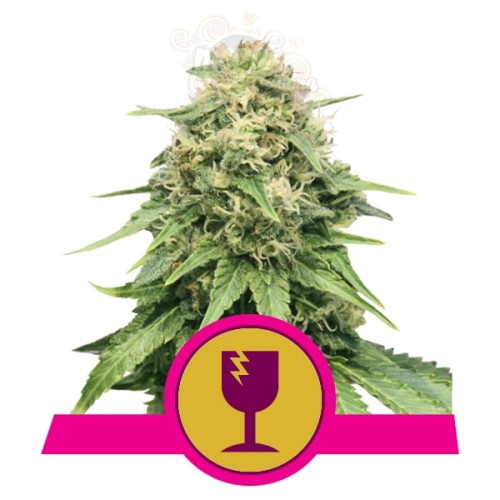 ROYAL QUEEN SEEDS - Critical®