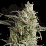 PYRAMID SEEDS - Super OG Kush
