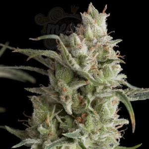 PYRAMID SEEDS - Super OG Kush