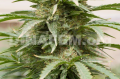 DINAFEM - Strawberry Amnesia