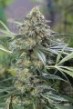 DINAFEM - OG Kush CBD