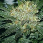 AMARANTA SEEDS - Tugy D Diesel