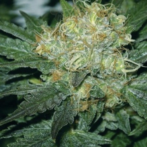 AMARANTA SEEDS - Tugy D Diesel
