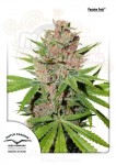 DUTCH PASSION - Passion Fruit®
