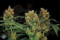 DINAFEM - Blue Hash