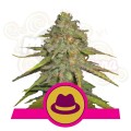 ROYAL QUEEN SEEDS - OG Kush