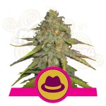 ROYAL QUEEN SEEDS - OG Kush