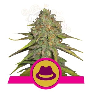 ROYAL QUEEN SEEDS - OG Kush
