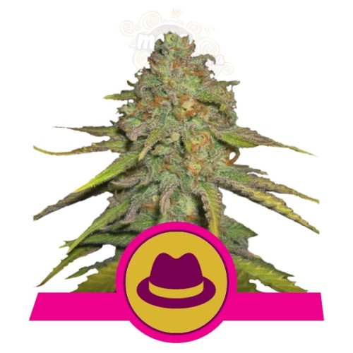ROYAL QUEEN SEEDS - OG Kush
