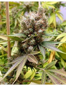 SOMA SEEDS - Somalicious