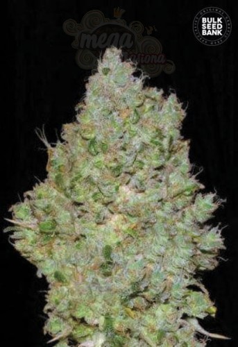 BULK SEED BANK - Jack Hair