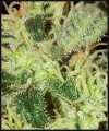 GREEN HOUSE SEEDS - Super Critical