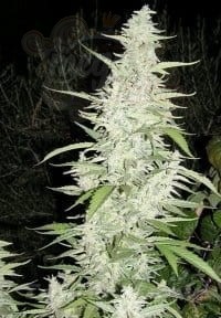 FEMALE SEEDS - Maroc