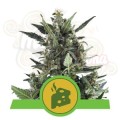 ROYAL QUEEN SEEDS - Blue Cheese Automatic