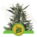 ROYAL QUEEN SEEDS - Blue Cheese Automatic