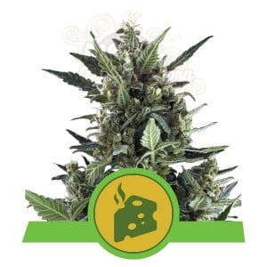 ROYAL QUEEN SEEDS - Blue Cheese Automatic