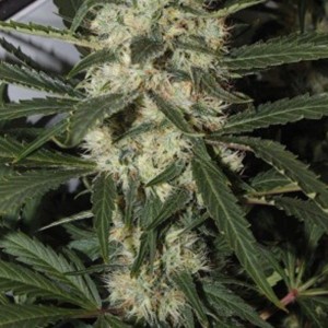 AMARANTA SEEDS - Northern Light