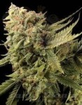 DNA GENETICS - Lemon Skunk