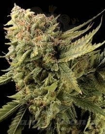 DNA GENETICS - Lemon Skunk