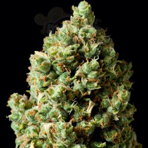 Critical Kush