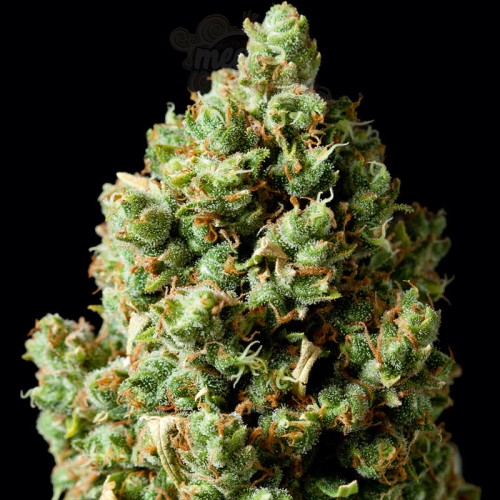 Critical Kush