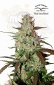 DUTCH PASSION - Blue Auto Mazar