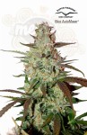 DUTCH PASSION - Blue Auto Mazar