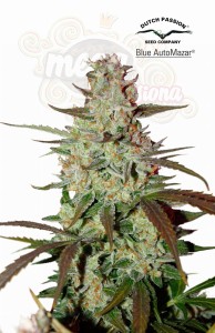 DUTCH PASSION - Blue Auto Mazar