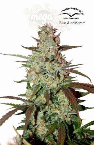 DUTCH PASSION - Blue Auto Mazar
