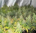 DUTCH PASSION - Auto Mazar®