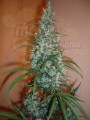 SENSI SEEDS - Silver Haze