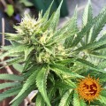 BARNEY’S FARM - Blue Cheese