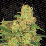 PARADISE SEEDS - Auto Acid