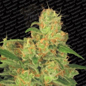 PARADISE SEEDS - Auto Acid